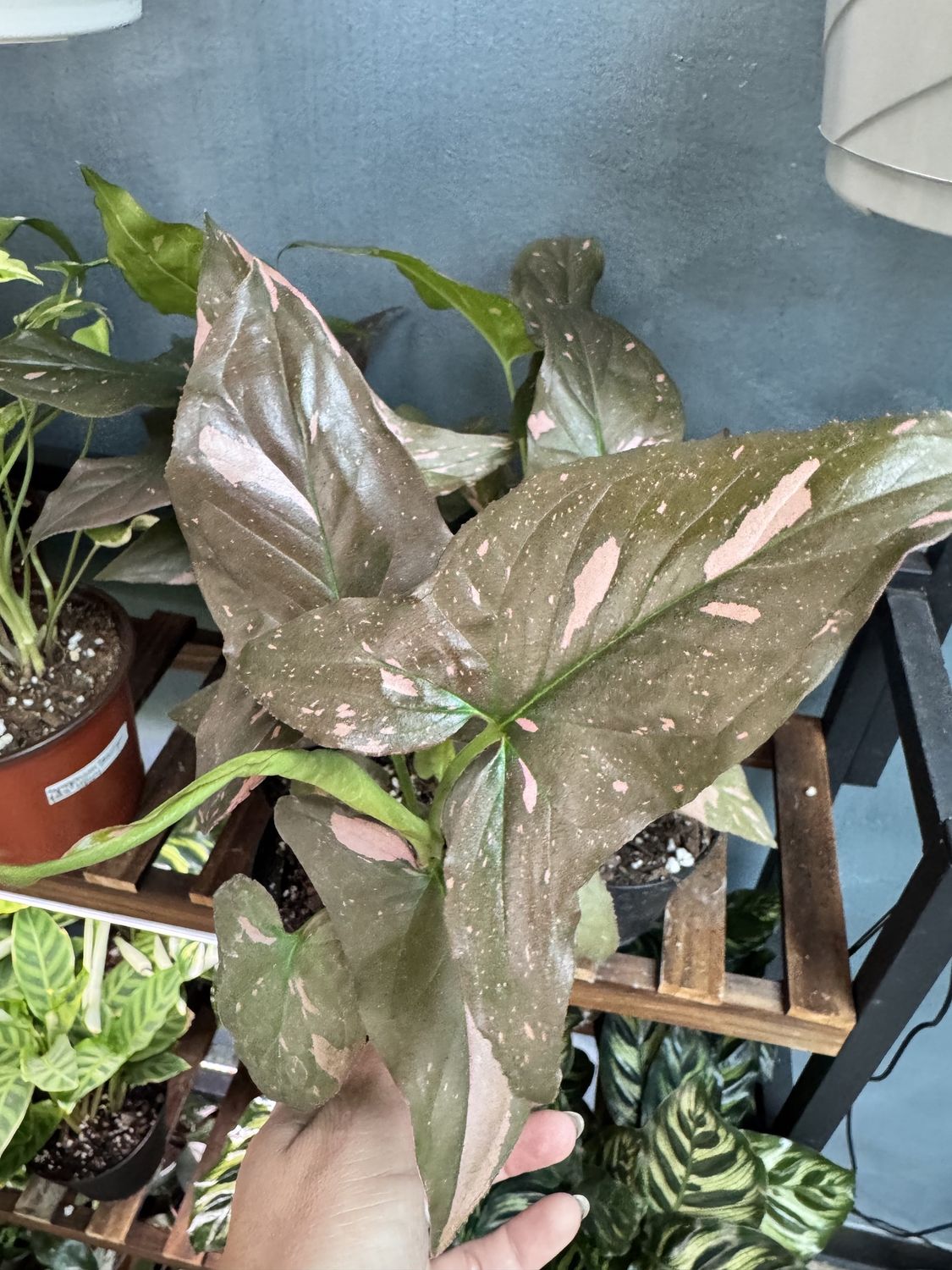 Syngonium Pink Splash