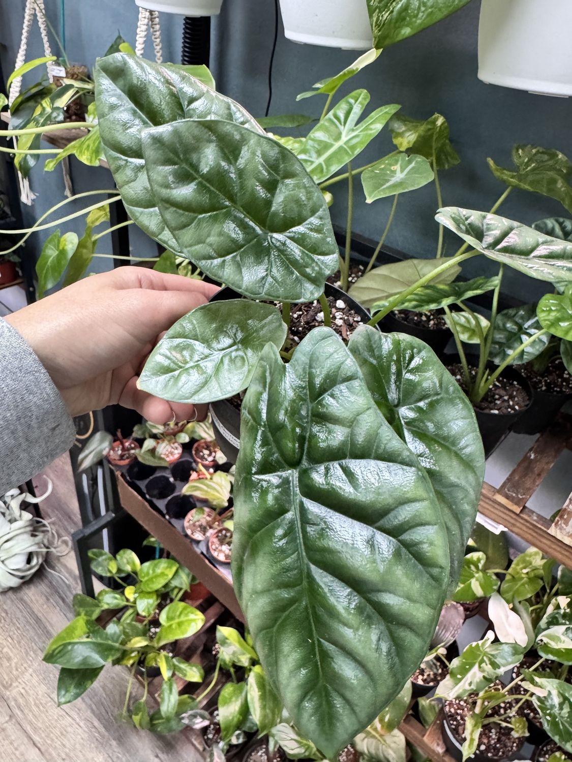 Alocasia Sinuata Quilted Dreams