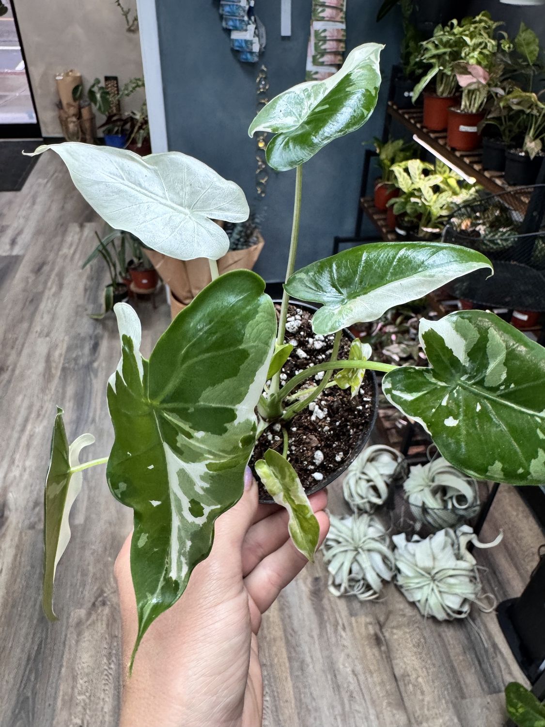 Alocasia Odora Okinawa Silver