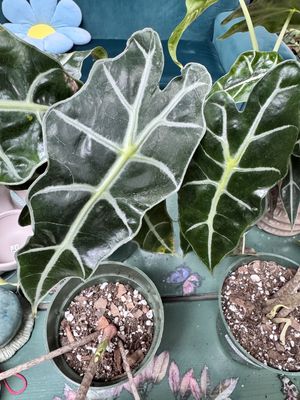 Alocasia Polly African Mask