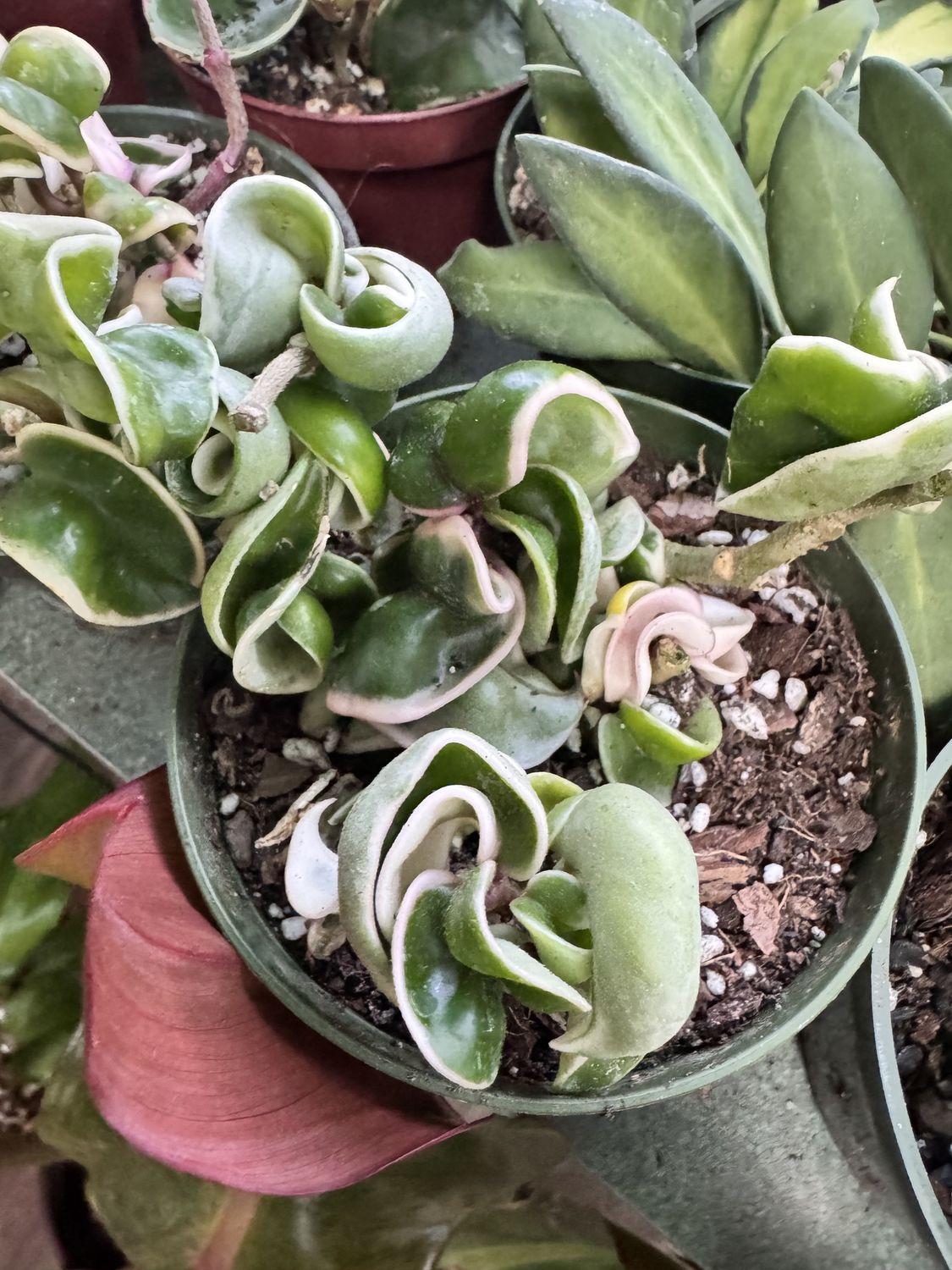 Variegated Rope Hoya