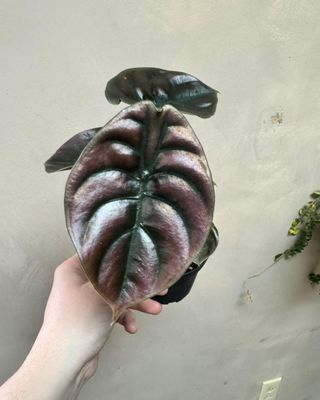 Alocasia Cuprea