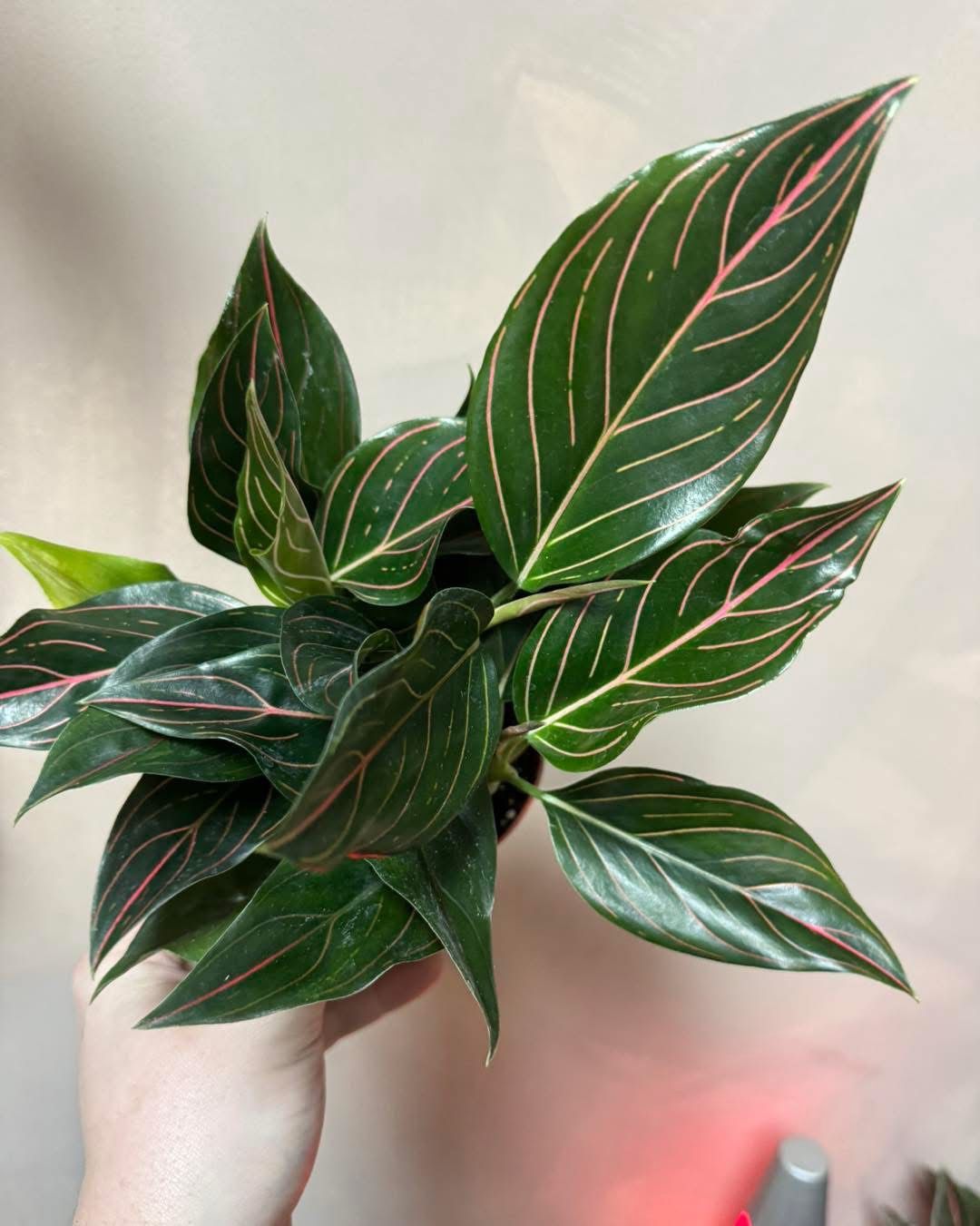 Aglaonemia  Red Vein