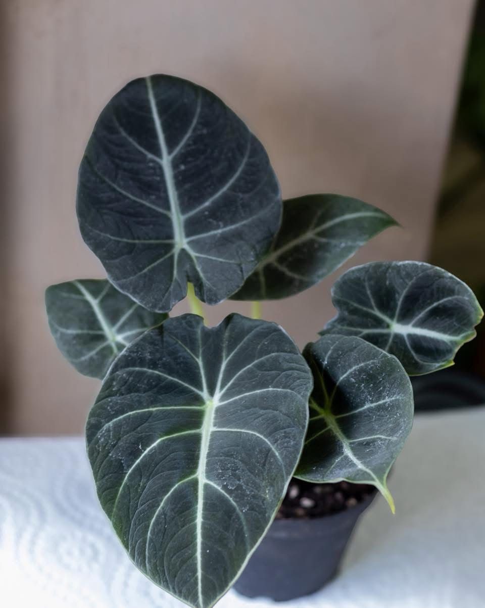 Alocasia Reginula Black Velvet
