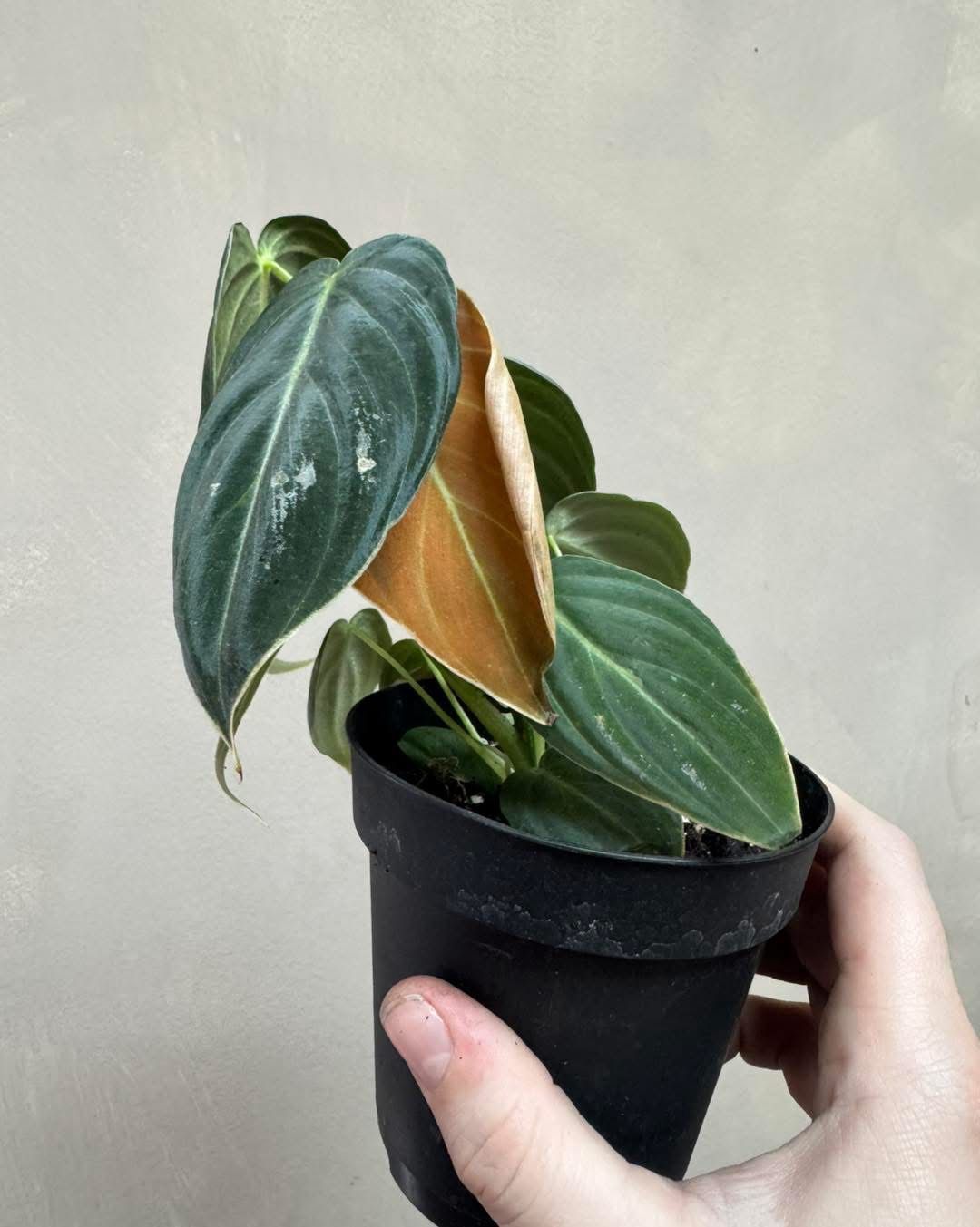 Philodendron Melanochrysum