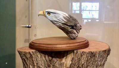 Bald Eagle from Drift Wood