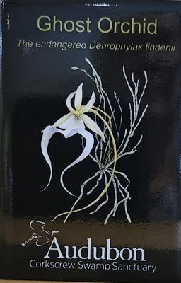 Magnet - Ghost Orchid