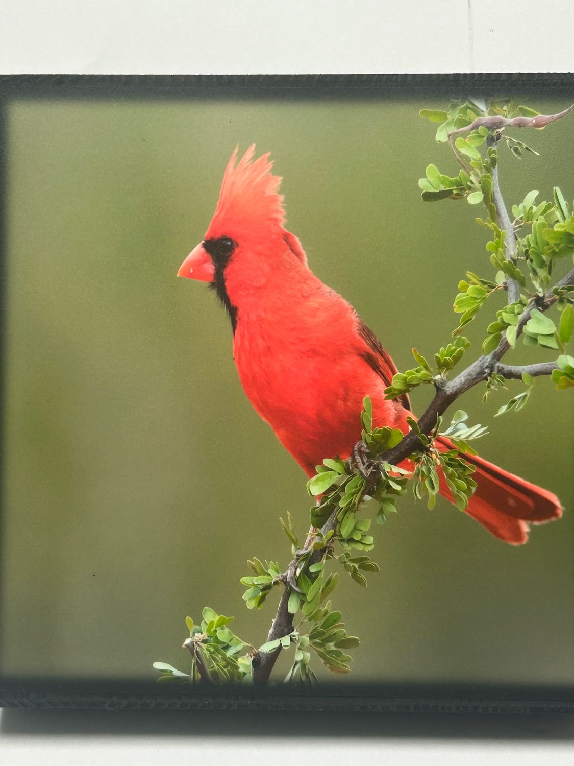 Art Block 8X8 - Cardinal