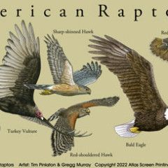 T-Shirt - American Raptors, Size: S