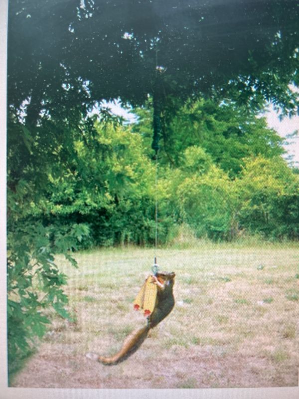 Squirrel Feeder - Squngee Deluxe