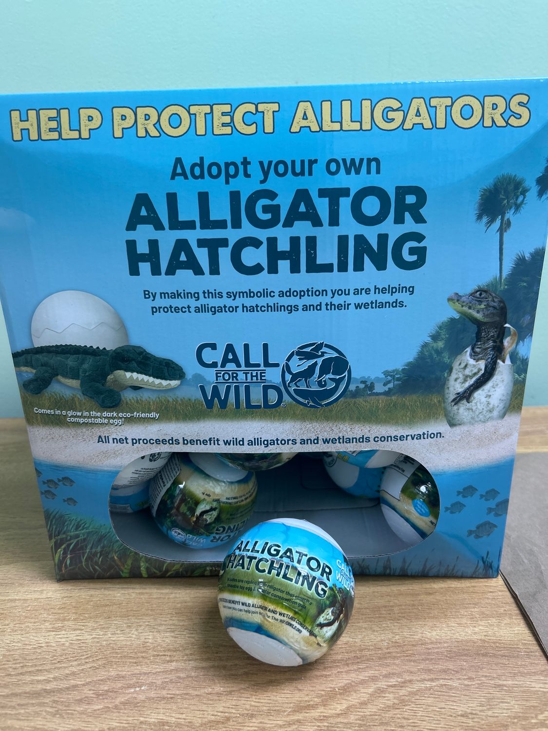 Alligator Hatchling Egg
