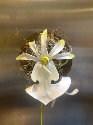 Magnet - Ghost Orchid Round