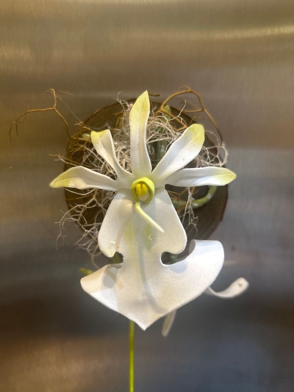 Magnet - Ghost Orchid Round