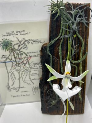Magnet - Ghost Orchid Large