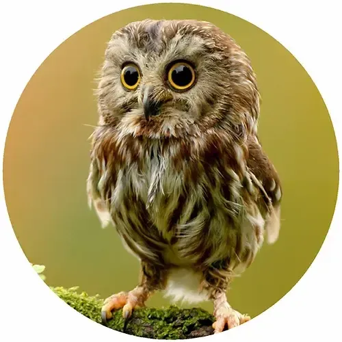 Silicone Jar Openers