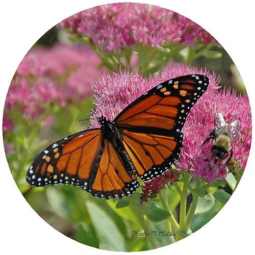 Silicone Jar Openers, Design: Butterfly