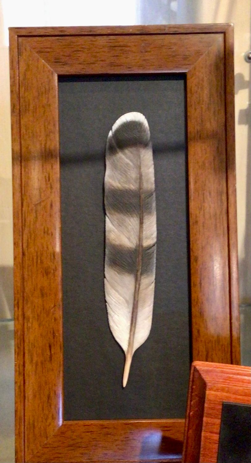 Cooper's Hawk Feather Framed