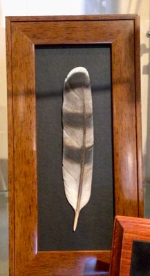 Cooper's Hawk Feather Framed