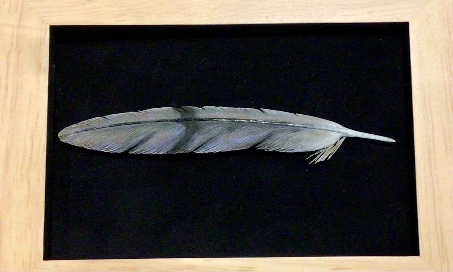 Mourning Dove Feather Framed