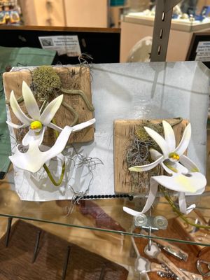 Ghost Orchid on Bark