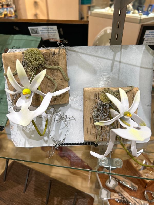 Ghost Orchid on Bark