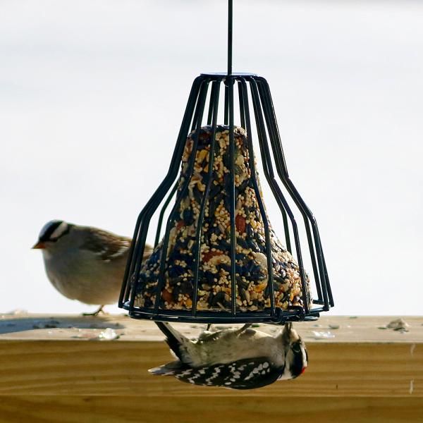 Birdie Bell