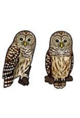 Jabebo Earrings - Birds