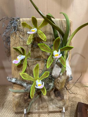 Magnet - Butterfly Orchid  (4Flowers)