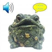 Croaking Toad