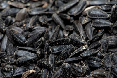 Black Sunflower Seed