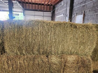 Hay