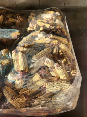 Deer Corn Cob Corn
