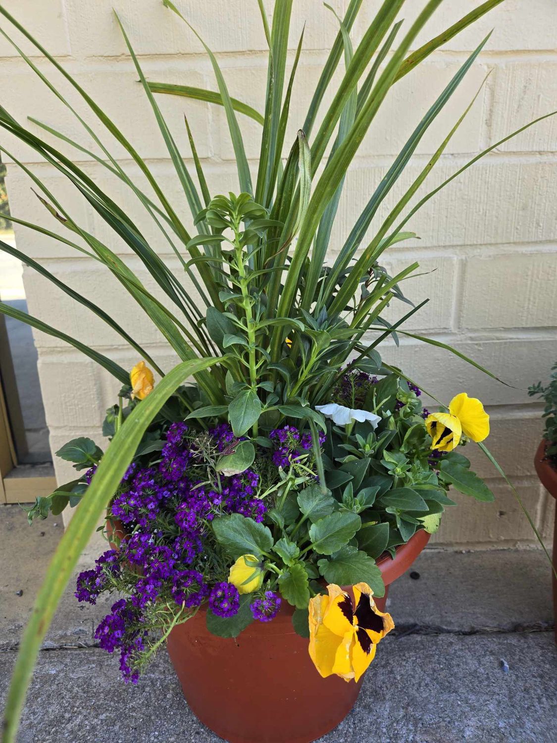12" Planter, Variety: Flowering