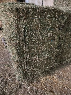 Hay Alfalfa Squares 50lb