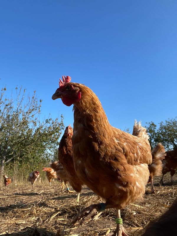 Poule de réforme