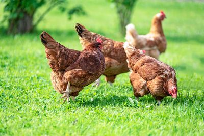 Nos poules