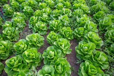 Salades
