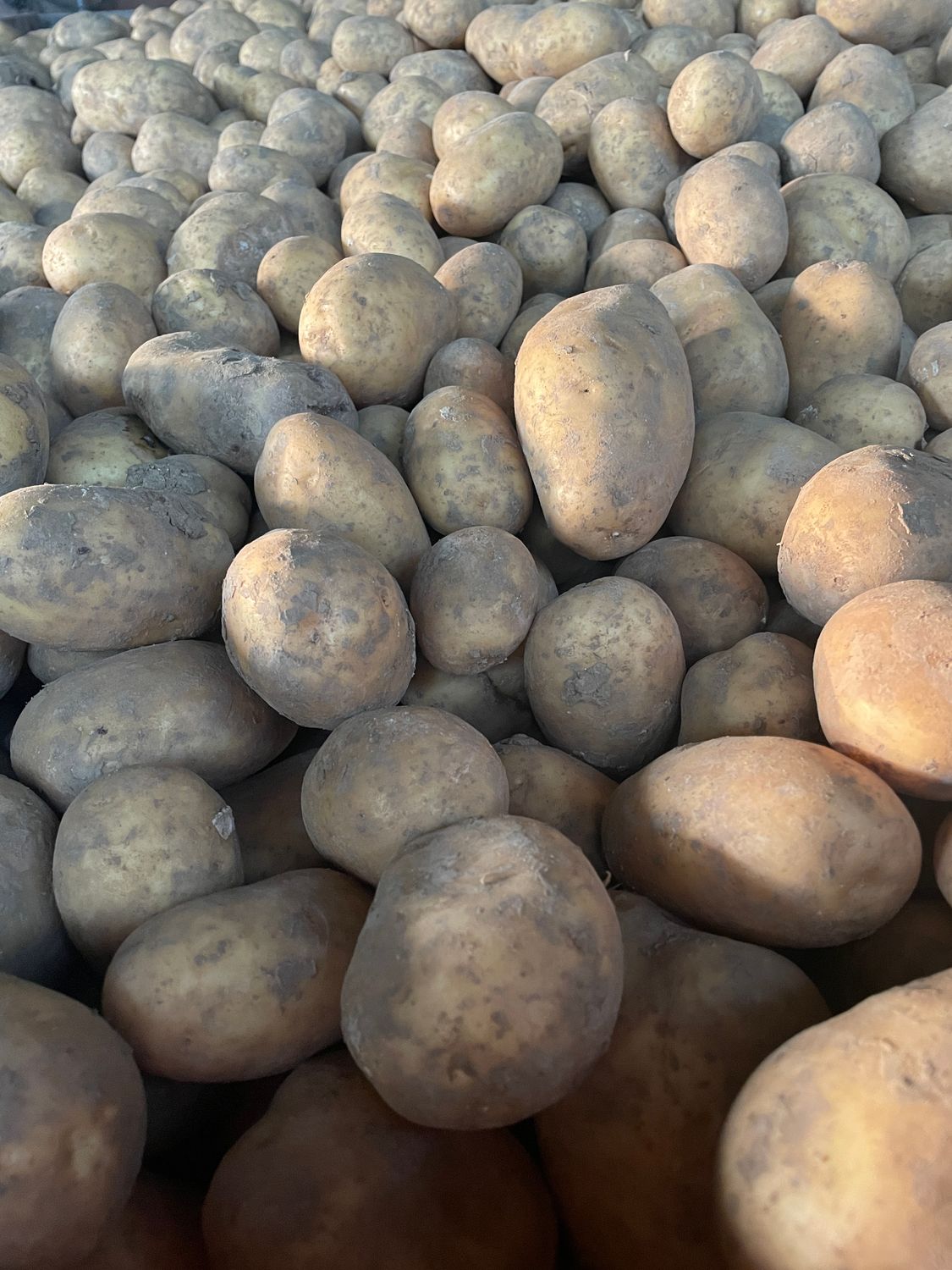Pomme de terre de Conso détail