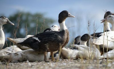 Canard gras du Sud Ouest IGP