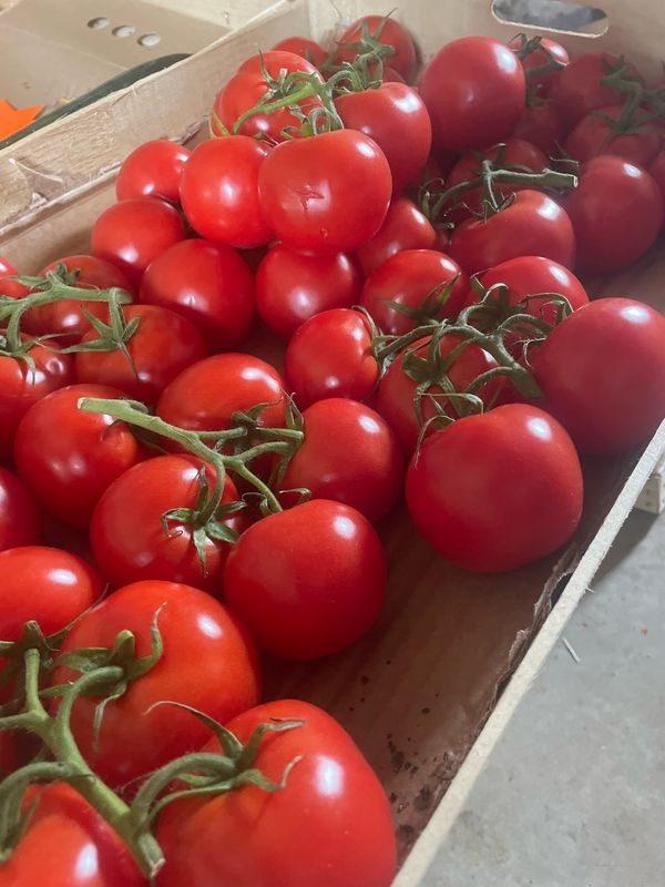 Tomates grappe