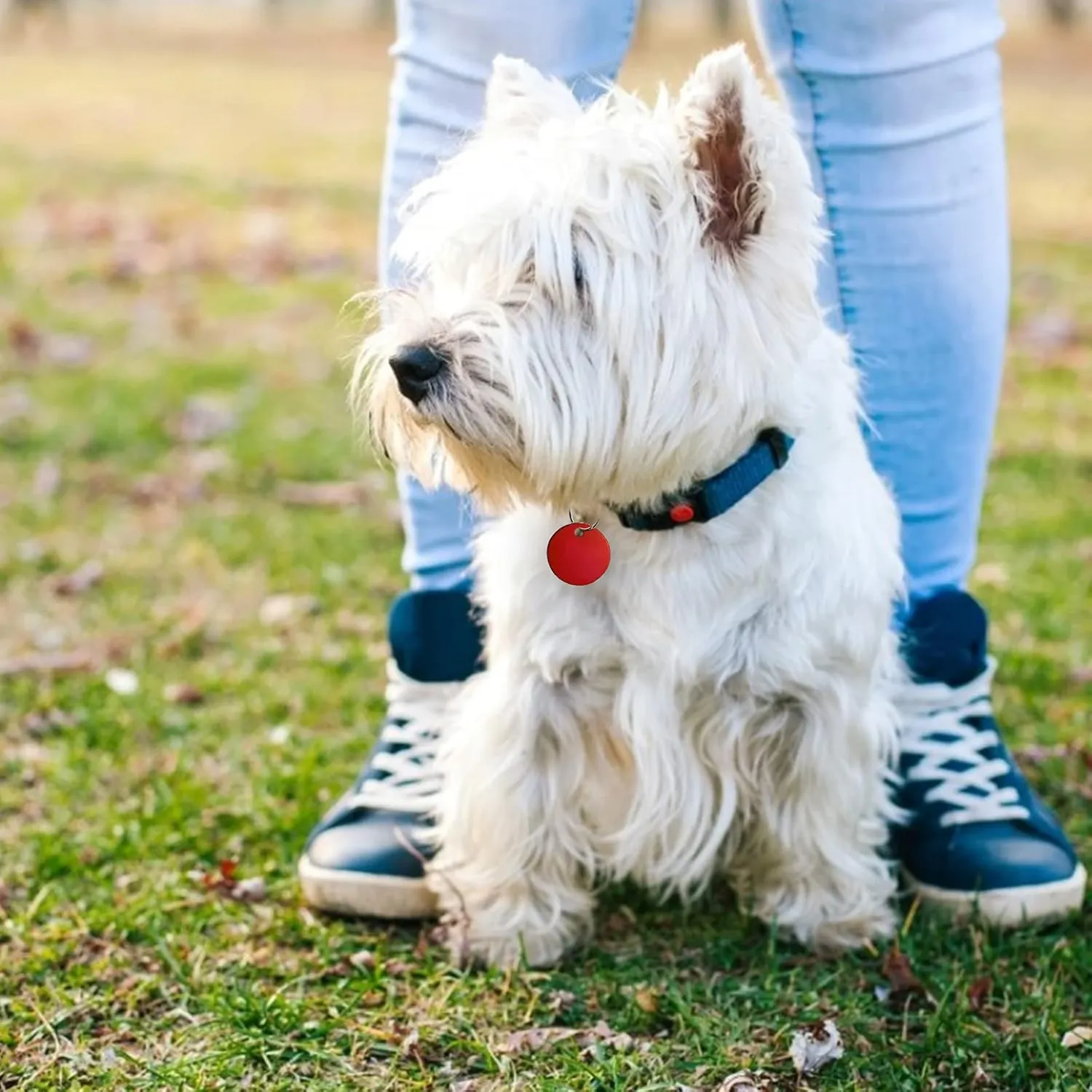 Pet Tag for Small Dogs