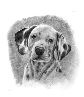 Drawing Art Class Animal  Wednesday, July 30 and Thursday, July 31 3:00 to 5:00 pm