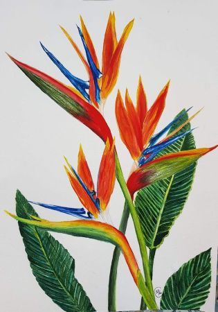 Watercolour Art Class: Bird of Paradise Sunday, May 24, 1:00 to 3:00 pm