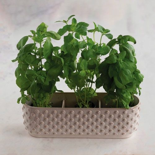 Hobnail Window Planter With 3 Sections