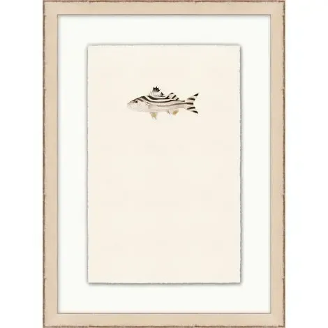 PETITE FISH