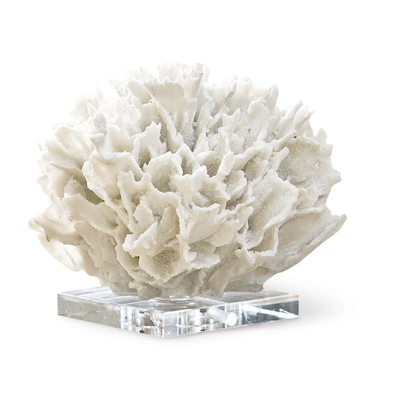 RIBBON CORAL WHITE