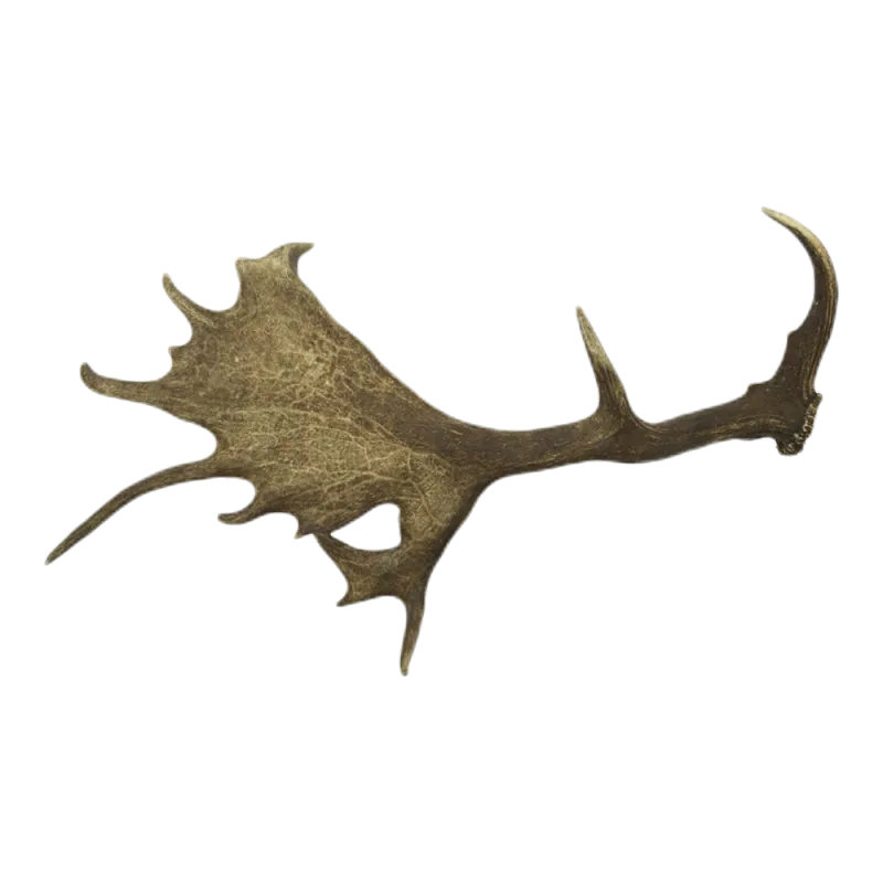 Afworpstang damhert (A/1kg)