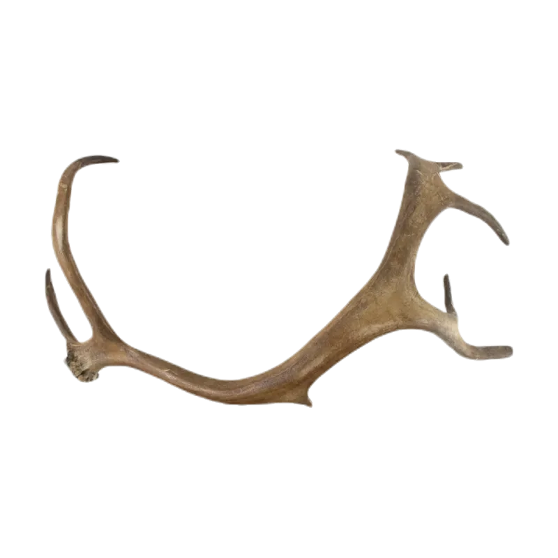 Afworpstang rendier