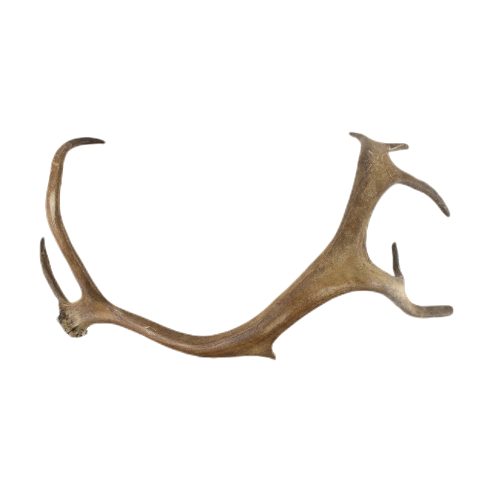 Afworpstang rendier