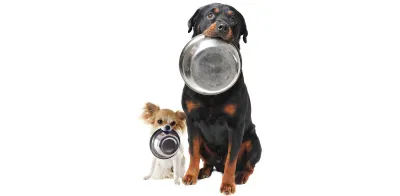 DOG FOOD